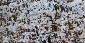Artistic pattern of ducks flying